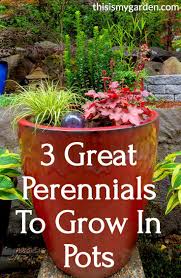 They grow best in full sun to partial shade. Growing Perennials In Pots Flower Pots Outdoor Potted Perennials Perennials