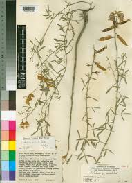 Image result for Basananthe longifolia