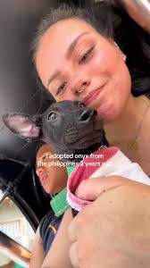 Adoptable Great Danes Awaiting Loving Homes in Merriam