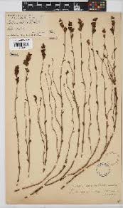 Image result for Platycaulos mlanjiensis