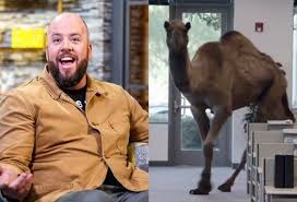 Check out our funny camel jokes and cheer up! I Just Learned This Is Us Star Chris Sullivan Voiced The Geico Camel And I Can T Stop Smiling