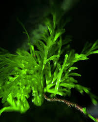 Image result for Hymenophyllaceae