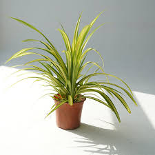 Image result for Chlorophytum comosum