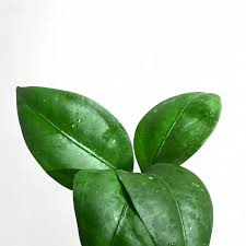 Image result for Faurea discolor