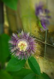 We did not find results for: Passiflora Incarnata Passion Vine Or Passion Flower è¥¿çªè² C Flickr
