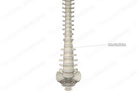 Image result for Lumbar vertebrae