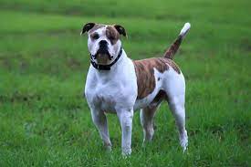 They are part of american culture and history, and may be used as a cultural icon for the united states. Amerikanische Bulldogge Charakter Erziehung Haltung Herz Fuer Tiere De