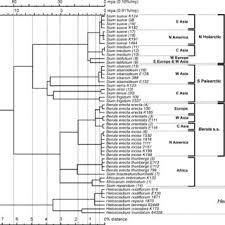 Image result for Sium repandum