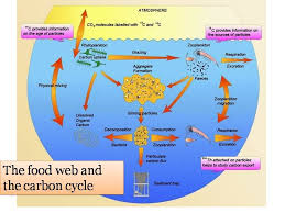 Oceanography The Carbon Cycle Oceanography Carbon Cycle Molecules