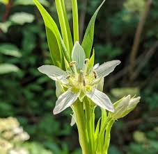 Image result for Swertia fimbriata