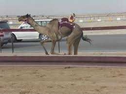 As for the possibility that the vessel tracking site. Challenges To Conservation Land Use Change And Local Participation In The Al Reem Biosphere Reserve West Qatar Springerlink