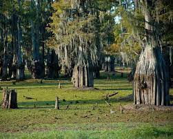 Situated on the western shore of lake bistineau, this park offers a satisfying blend of beautiful vistas and outstanding recreational facilities. Lake Bistineau State Park A Louisiana State Park Located Near Bossier City Haughton And Shreveport