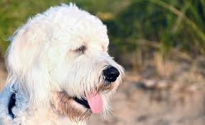 Goldendoodle generations explained (f1, f1b, f1bb, f2, f2b, f2bb, f3, multigen) these 10 doodles show why working from home with a dog is an impossible task! What Is A Multi Generational Goldendoodle Are They The Best