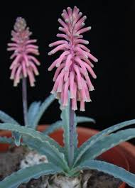 Image result for Vahlia capensis