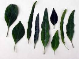 Image result for Asystasia malawiana