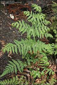 Image result for Histiopteris incisa