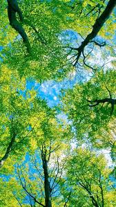 floresta arvores nature iphone wallpaper green nature nature wallpaper floresta arvores nature iphone