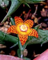 Image result for Orbea schweinfurthii