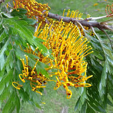 Image result for Grevillea robusta