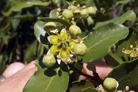 Image result for Quillaja saponaria