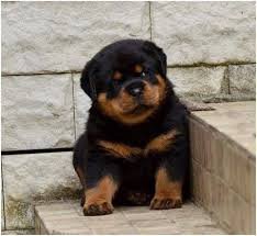 You need to write up the dreaded ad, select. Buy Sell Rottweiler Puppies Online Https Www Dogspuppiesforsale Com Rottweiler Rottweiler Dog Puppies Rottweiler Puppies
