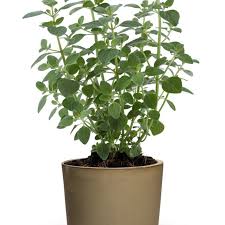 Image result for Micromeria