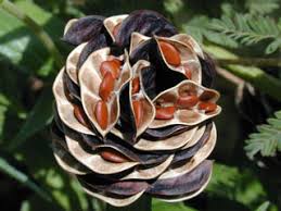In addition, there are many nurseries that specialize in native there are currently seven chapters of the illinois native plant society. Desmanthus Illinoensis Illinois Bundleflower Native Plants Of North America