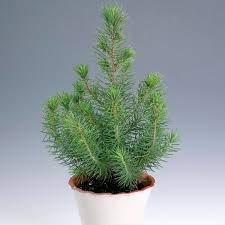 Italian stone pine pinus pinea. Italian Stone Pine Indoors Pinus Pinea My Garden Life