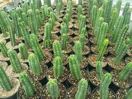 < image 1 of 4 >. Trichocereus Pachanoi San Pedro Cacti Cactus Cacti And Succulents