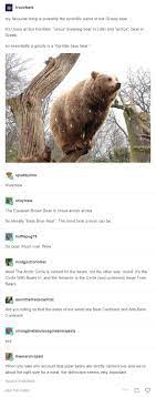It Is Important To Know Where You Live Are There Bears Or Aren T There Bears Tumblr Funny Funny Pictures Hilarious