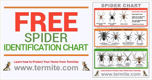 free spider identification chart spider bite first aid