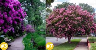 She knows a lot about different plants. 25 Longest Blooming Trees And Shrubs For Your Garden Diy Crafts