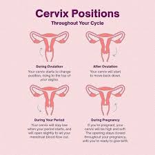 Image result for cervix position