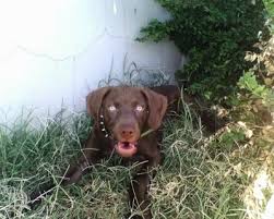 The weimaraner lab mix, is a mixed breed dog resulting from breeding the weimaraner and the labrador retriever. Labmaraner Dog Breed Information And Pictures