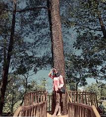Kawasan hutan setianegara menyimpan keanekaragaman flora dan fauna, alam yang asri dan udara yang sejuk. Harga Tiket Masuk Dan Alamat Woodland Kuningan Destinasi Wisata Dengan Suguhan View Pinus Daka Tour