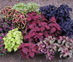 Nah itu dia jenis tanaman hias populer saat ini, yang dapat dijadikan dekorasi ruang tamu kalian. Cara Menumbuhkan Tanaman Hias Coleus Bibitbunga Com