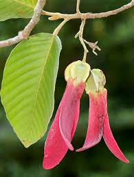 Image result for Dipterocarpaceae