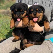 View posts in other states by clicking top of screen menu or zoom & double. Montreal Rottweiler Dogs Puppies For Sale Classifieds At Eclassifieds 4u