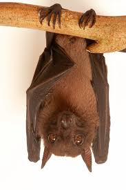 Image result for Loudetia angolensis