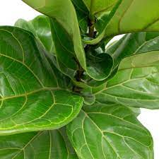 Delray Plants Ficus Pandurata Bush In 8 75 In Grower Pot 10pan The Home Depot Plants Fiddle Leaf Fig Ficus Lyrata