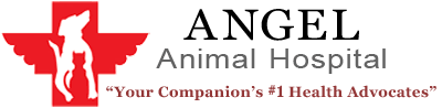 Maybe you would like to learn more about one of these? Veterinarian In Springfield Mo Angel Animal Hospital