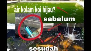 Kolam ikan yang kotor, karena tidak menggunakan sistem filter yang baik akan membuat ikan mudah terserang penyakit. Simpel Alat Untuk Mengatasi Air Kolam Koi Berwarna Hijau Youtube