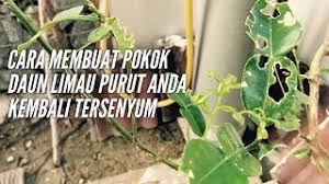 Pengenalan akan diri sendiri adalah. 10 Kelebihan Limau Purut Untuk Kesihatan Yang Anda Tidak Alpharad Sub Count Chu