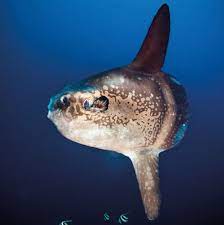Последние твиты от mola (@molarchaeology). Mola Mola Ocean Sunfish