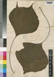 Image result for Vittaria reekmansii