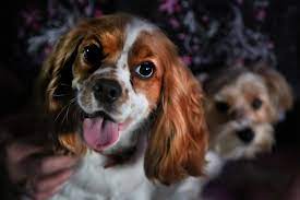 Check spelling or type a new query. Largo Woman My Dog Almost Died Even Though Petland Said It Was Healthy