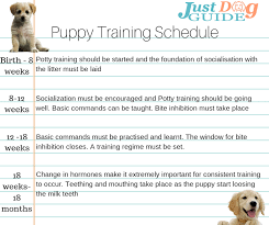 A Beginners Guide How To Train A Dog Justdogguide