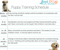 a beginners guide how to train a dog justdogguide