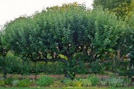 Comment Former Un Espalier Ou Une Palmette Ma Passion Du Verger Espalier Arbre Fruitier Verger