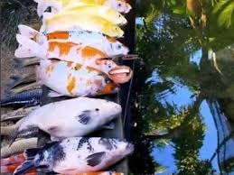 Ini adalah kombinasi dari komponen filtrasi mekanis, biologis, dan lainnya. Bersihkan Kolam Ikan Agar Bersih Pria Ini Malah Alami Hal Apes Citizen6 Liputan6 Com